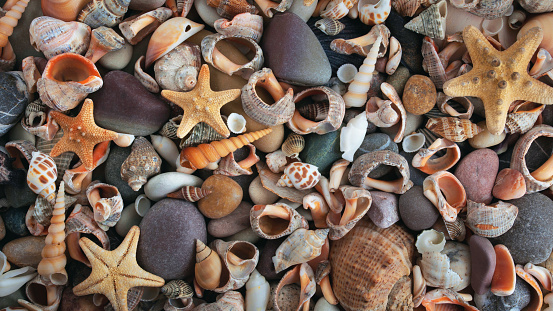 Background and texture of seashells and stones. Panorama. Banner.