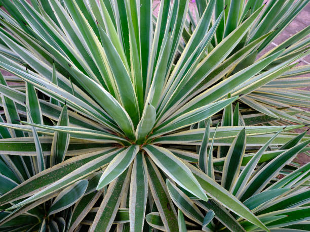 istock Mottled agave detail 1254539294