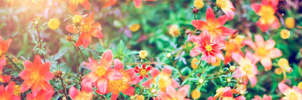 Red flowers on soft pastel color in blur style. Natural panoramic background.
