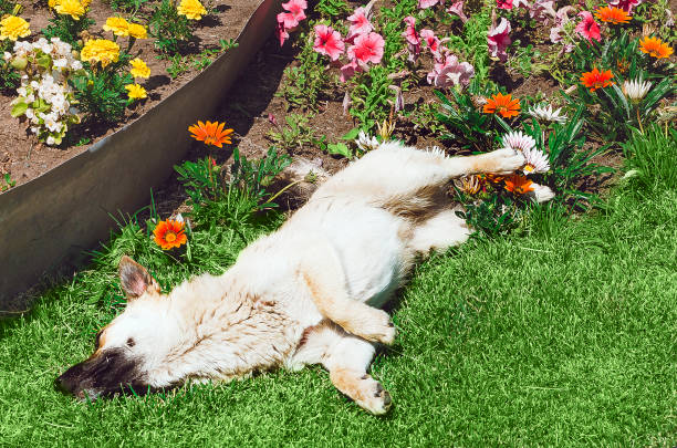 Mongrel white dog lies on the grass.