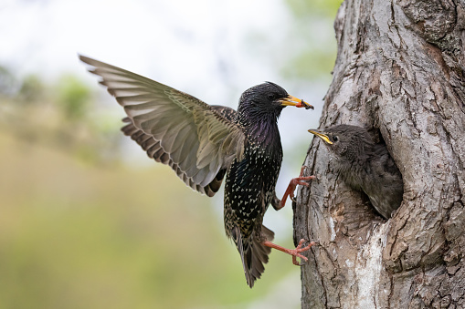 Common starling (Sturnus vulgaris) feeding a nestling.