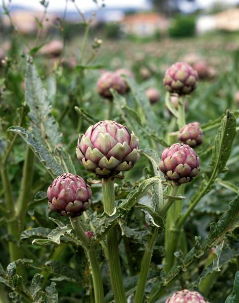 fiel d’artichauts poivrade, cynara scolymus - artichaut photos et images de collection