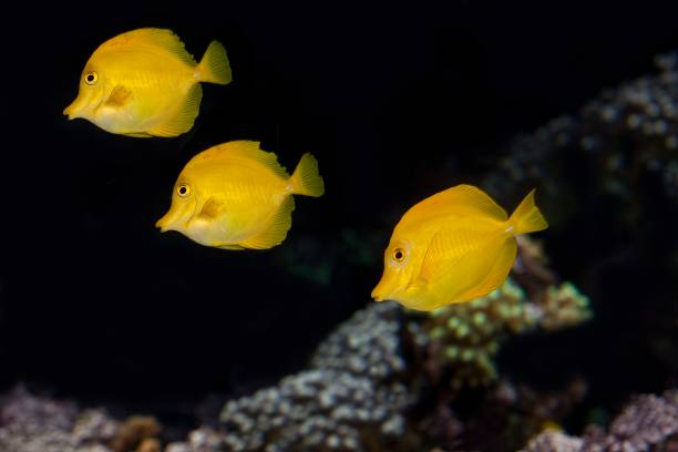 istock Yellow Tang Fish, zebrasoma flavescens 1254540699