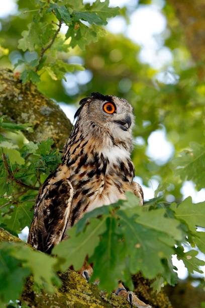 istock European Eagle Owl, asio otus, Adult standing in Oak Tree, Normandy 1254540717