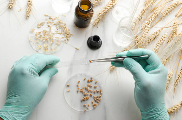 istock Scientist using tweezers for laboratory testing of seeds.Concept of wheat analysis 1254540807