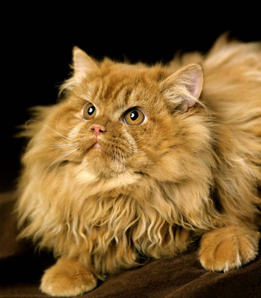 istock Red Persian Domestic Cat 1254541682