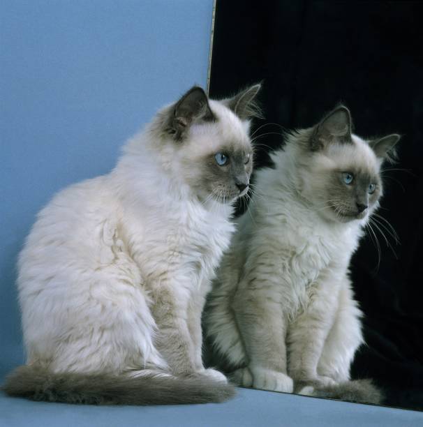 istock Birmanese Domestic Cat Looking Mirror 1254541742