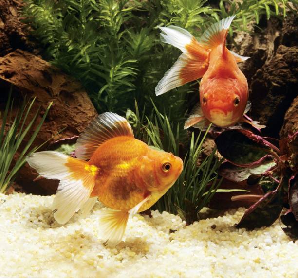 istock Goldfish, carassius auratus 1254541775