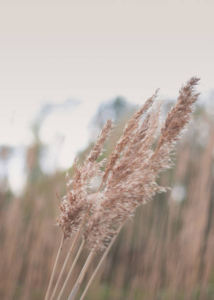istock autumn dry grass beige sedge selested focus 1254541791