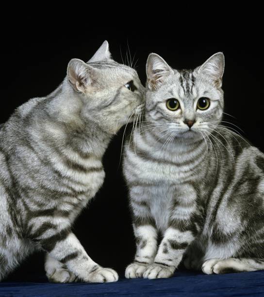 istock Silver Tabby Domestic Cat against Black Background 1254541858