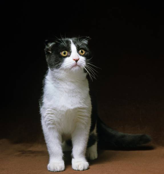 istock Scottish Fold Domestic Cat against Black Background 1254541901