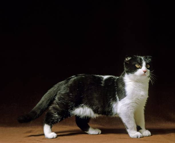 istock Scottish Fold Domestic Cat against Black Background 1254541939