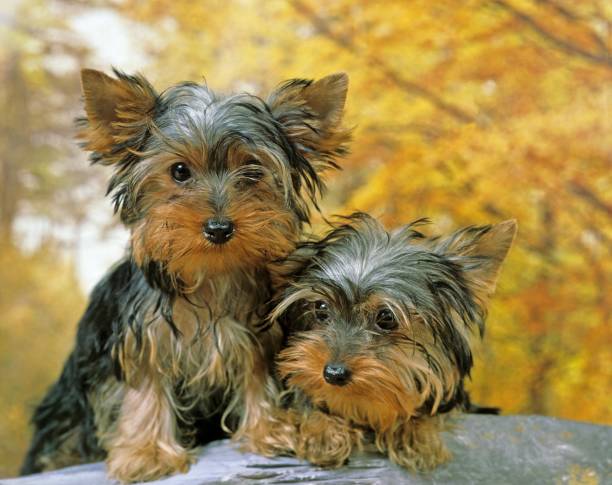 istock Yorkshire Terrier Puppies 1254542187