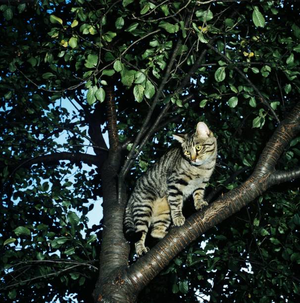 istock European Brown Tabby Domestic Cat standing in Tree 1254542235