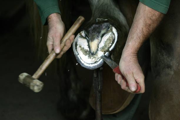 istock Blacksmith and Percheron, Horse Shoe 1254542249