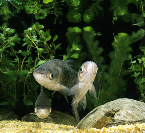 istock Silver Carp, hypophthalmichthys molitrix 1254542274