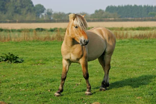 istock Norwegian Fjord Horse 1254542371
