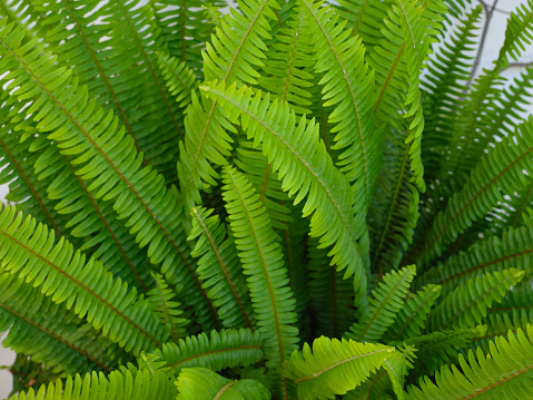 Development of the leaves of a Mediterranean tree fern