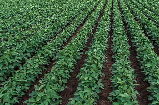 Rows of cultivated soybean crops in field in diminishing perspective