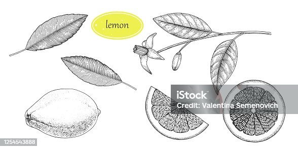istock Lemon set. engraved style illustration. 1254543888