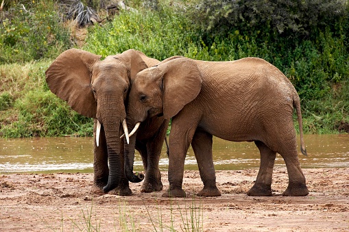 African Elephant, loxodonta africana, Samburu park in Kenya