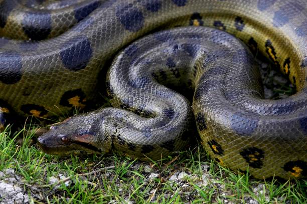 istock Green Anaconda, eunectes murinus, Los Lianos in Venezuela 1254544101