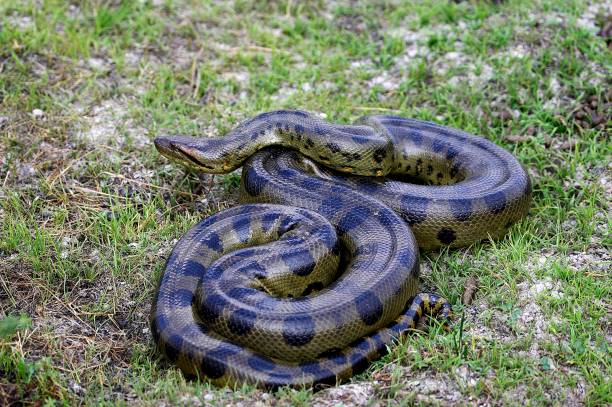 grüne anaconda, eunectes murinus, los lianos in venezuela - anakonda stock-fotos und bilder