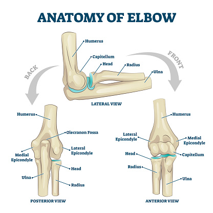 Anatomy of elbow with lateral, posterior or anterior view vector illustration. Educational labeled scheme with skeleton bone structure description. Healthy body parts example for physiology handout.