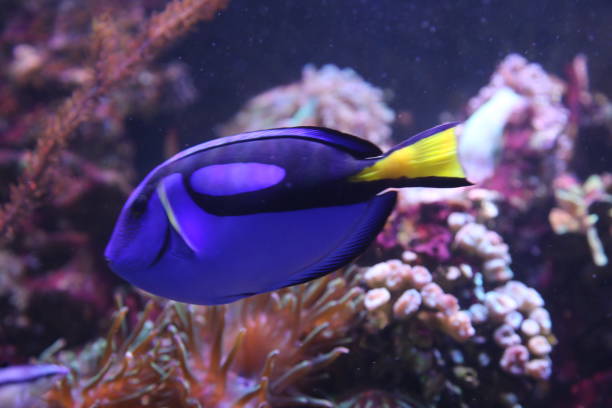 istock Underwater coral reef in red sea 1254546955