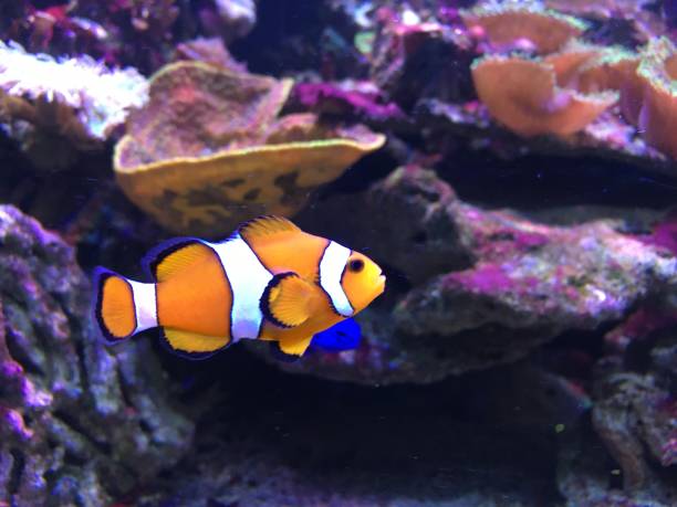 istock Underwater coral reef in red sea 1254546981