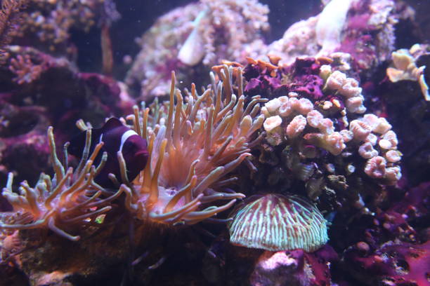 istock Underwater coral reef in red sea 1254547085