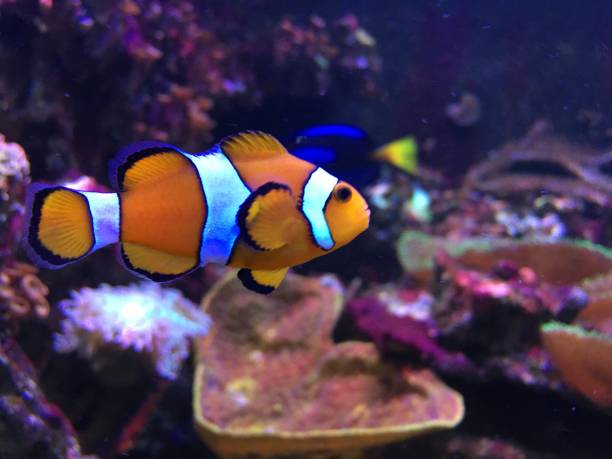 istock Underwater coral reef in red sea 1254547600