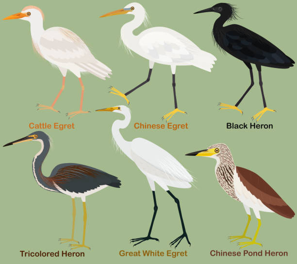 Cute wading bird vector illustration set, Tricolored, Black, Chinese pond heron. Chinese, Great White, Cattle egret vector art illustration