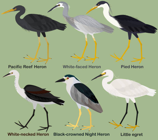 süße watvogel vektor illustration set, weißgesichtigen reiher, weißhals, pied, pacific reef heron, schwarz gekröntnacht reiher, silberreiher - egret water bird wildlife nature stock-grafiken, -clipart, -cartoons und -symbole