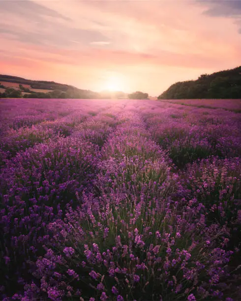 Germany has also lavender fields, its not just Provence in France, this is a picture from a field close to Detmold in Germany