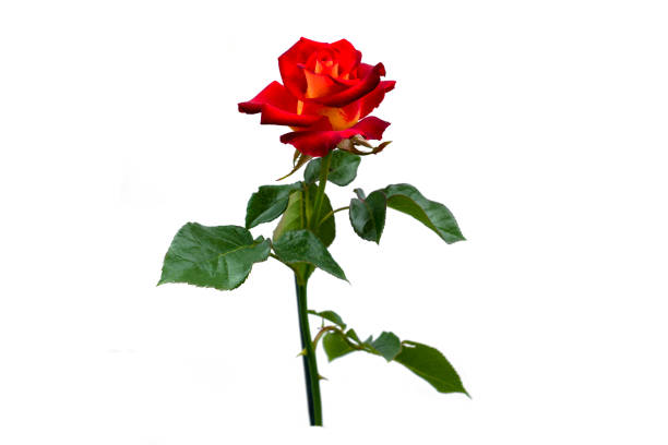 istock Red rose on a white background. isolated 1254550069