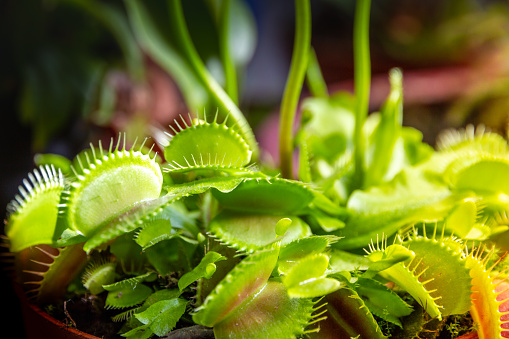 Venus flytrap carnivorous plant. Dionaea Muscipula close-up view