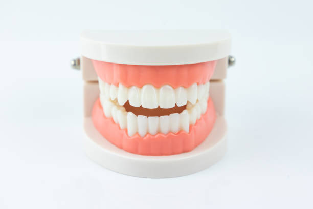 istock Teeth plastic model isolated on white background. dental instrument for education concept. 1254550993