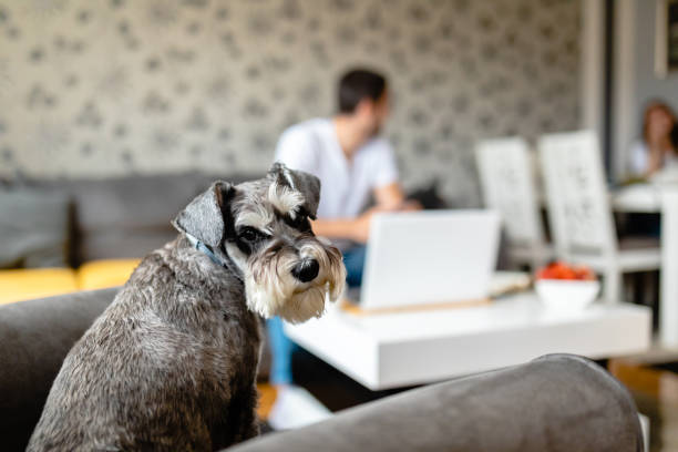 He always feel alone when his owners working at home and don't give him attention