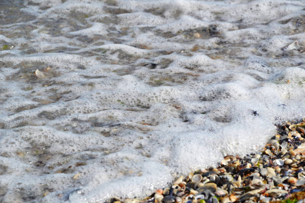 istock Sea shells on the beach. Shells on the sand. Seashell. Shells in the ocean water. Seacoast. Tiny shells and sand. Summertime vacation. Traveling theme. Resort seacoast. Summer background. 1254552893