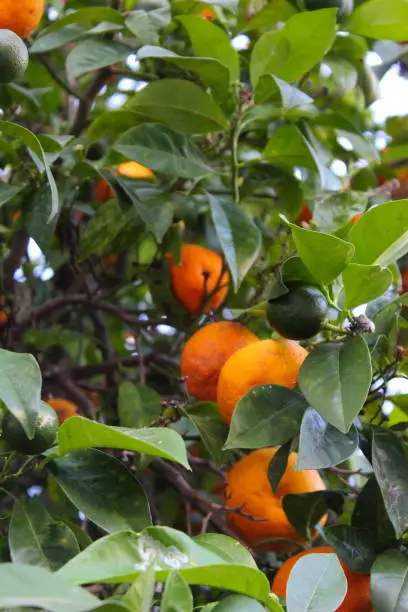 Green mandarins with ripe orange mandarins in the background on a branch. In the city of Beja, Portugal.