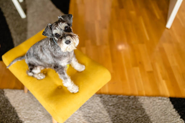 Gray schnauzer waiting for his owners to come back Mini gray purebred dog-schnauzer sitting on yellow chair schnauzer stock pictures, royalty-free photos & images