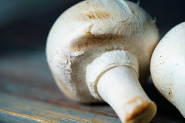 istock Close up view on white fresh mushroom mushrooms 1254553091