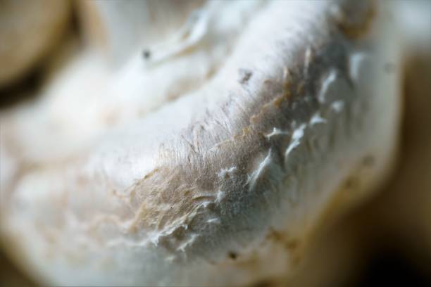 istock Close up view on white fresh mushroom mushrooms 1254553147