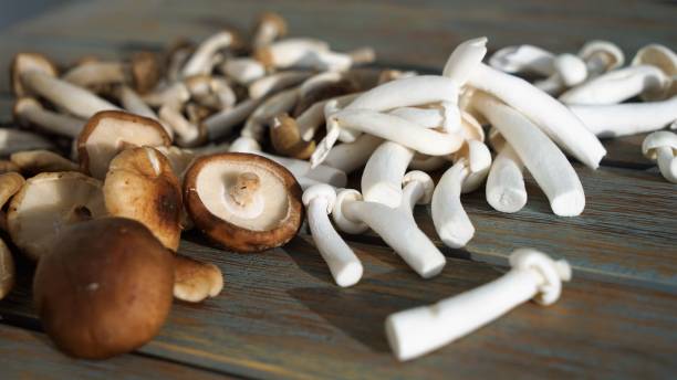 istock Close up view on mix of exotic mushrooms 1254553366