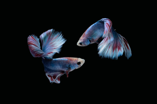 Two dancing Blue marble grizzle halfmoon betta fish siamese isolated on black color background Two dancing Blue marble grizzle halfmoon betta fish siamese isolated on black color background. Image photo white halfmoon betta splendens fish stock pictures, royalty-free photos & images