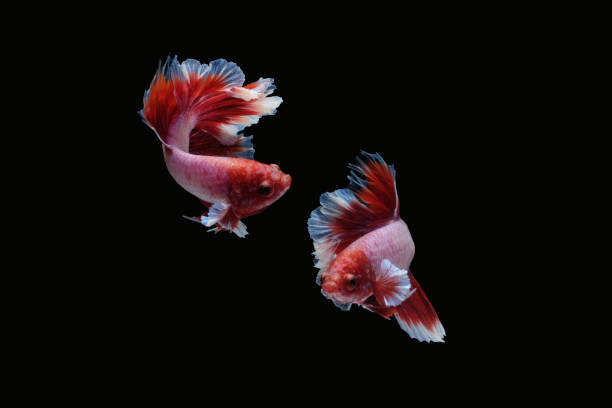 deux poissons de combat siamois de betta dansants (lavande de demi-de-vin dans le type de combinaison de couleur rouge et blanc) - fish siamese fighting fish isolated multi colored photos et images de collection