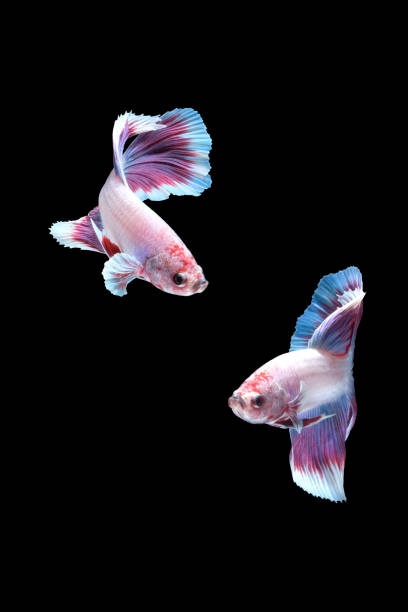 deux danses de poissons de combat siamois de betta (lavande de mi-midi dans la combinaison de couleur pourpre blanche) isolés sur le fond noir. - fish siamese fighting fish isolated multi colored photos et images de collection