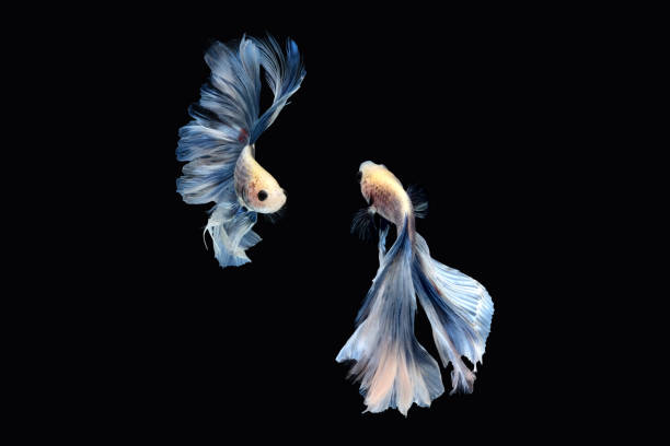 deux danses de poissons de combat siamois de betta (rosetail de demi-lune géant dans la combinaison de couleur bleue blanche) isolées sur le fond noir. - fish siamese fighting fish isolated multi colored photos et images de collection