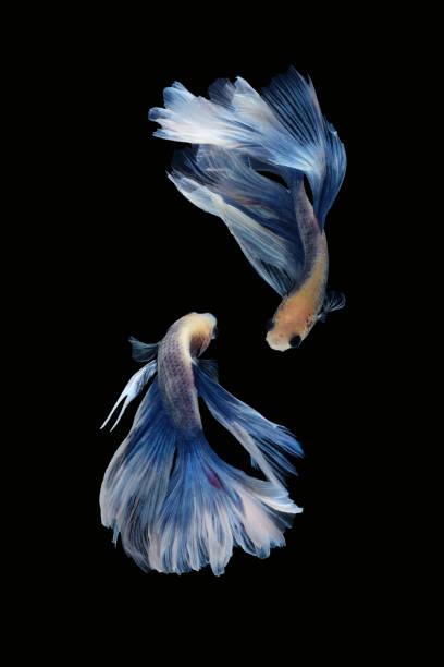 deux danses de poissons de combat siamois de betta (rosetail de demi-lune géant dans la combinaison de couleur bleue blanche) isolées sur le fond noir. - fish siamese fighting fish isolated multi colored photos et images de collection